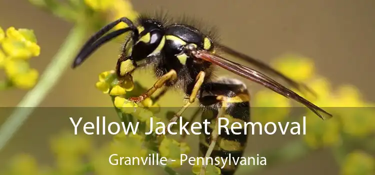 Yellow Jacket Removal Granville - Pennsylvania