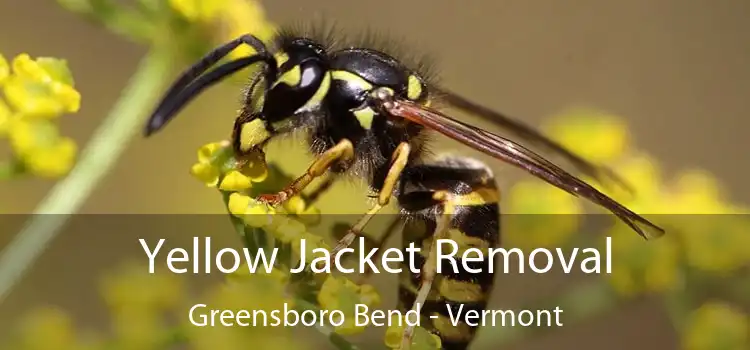 Yellow Jacket Removal Greensboro Bend - Vermont