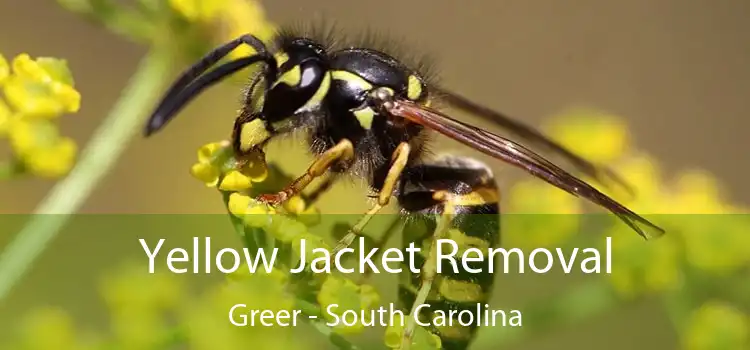 Yellow Jacket Removal Greer - South Carolina