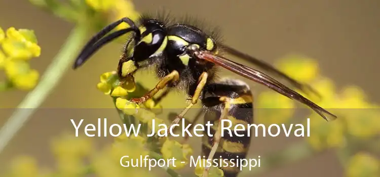 Yellow Jacket Removal Gulfport - Mississippi