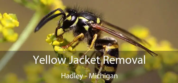 Yellow Jacket Removal Hadley - Michigan