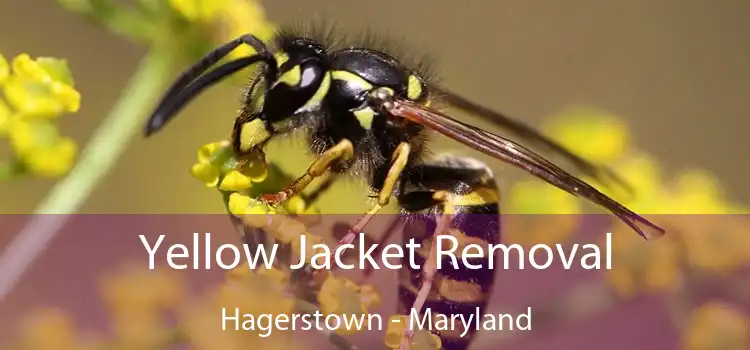 Yellow Jacket Removal Hagerstown - Maryland