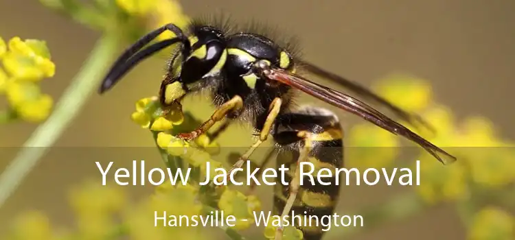 Yellow Jacket Removal Hansville - Washington
