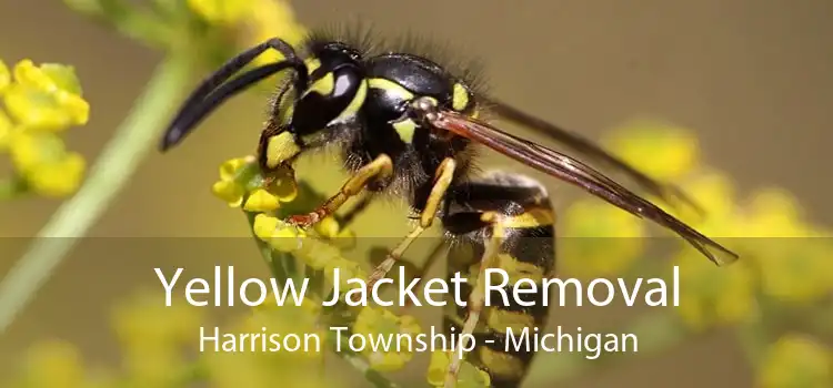Yellow Jacket Removal Harrison Township - Michigan