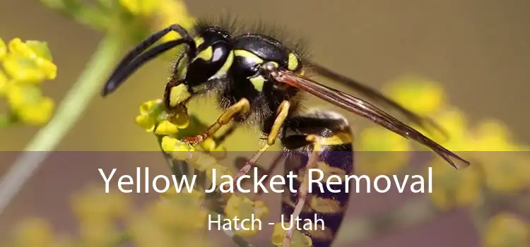 Yellow Jacket Removal Hatch - Utah