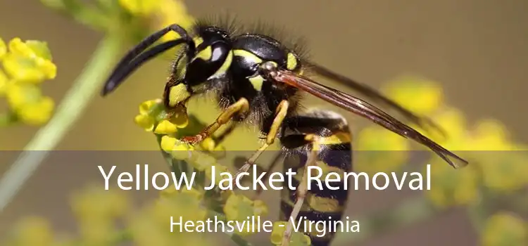 Yellow Jacket Removal Heathsville - Virginia