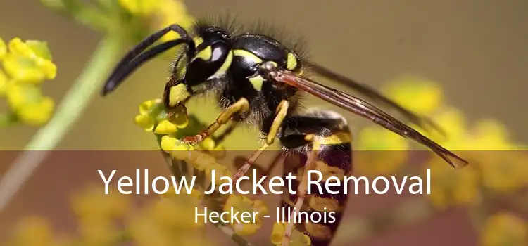 Yellow Jacket Removal Hecker - Illinois