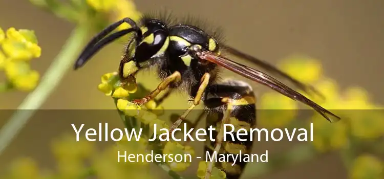 Yellow Jacket Removal Henderson - Maryland