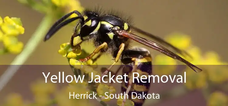 Yellow Jacket Removal Herrick - South Dakota