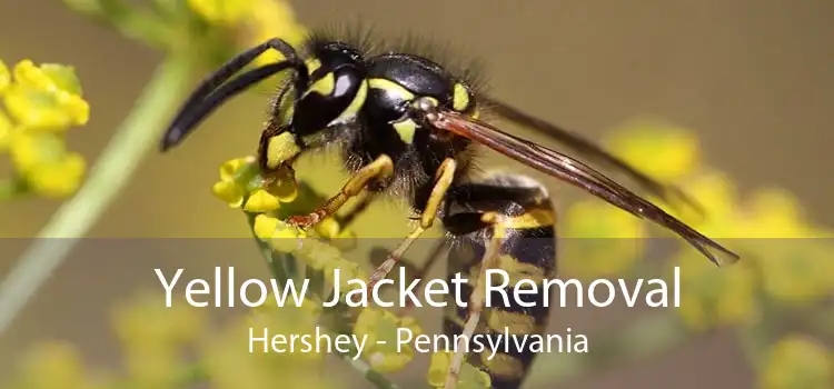 Yellow Jacket Removal Hershey - Pennsylvania