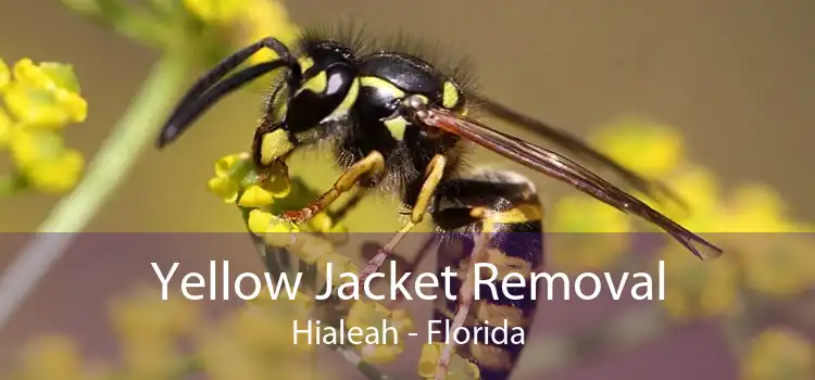 Yellow Jacket Removal Hialeah - Florida