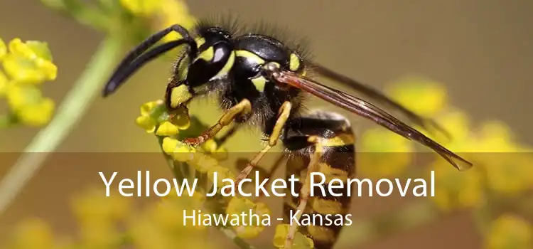Yellow Jacket Removal Hiawatha - Kansas