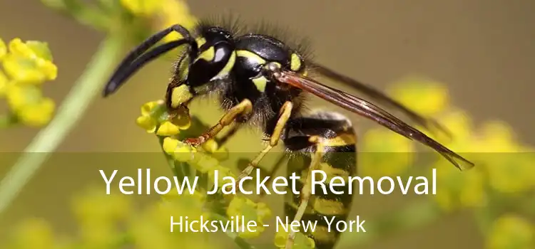 Yellow Jacket Removal Hicksville - New York