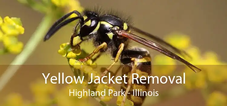 Yellow Jacket Removal Highland Park - Illinois