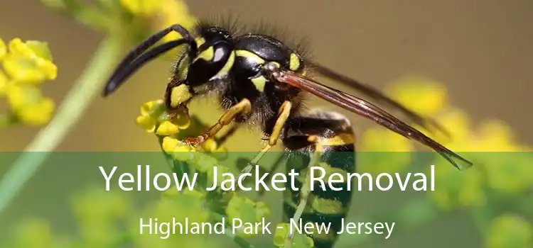 Yellow Jacket Removal Highland Park - New Jersey