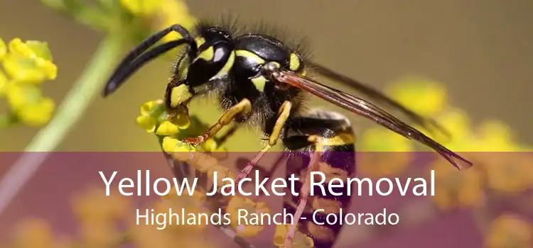 Yellow Jacket Removal Highlands Ranch - Colorado