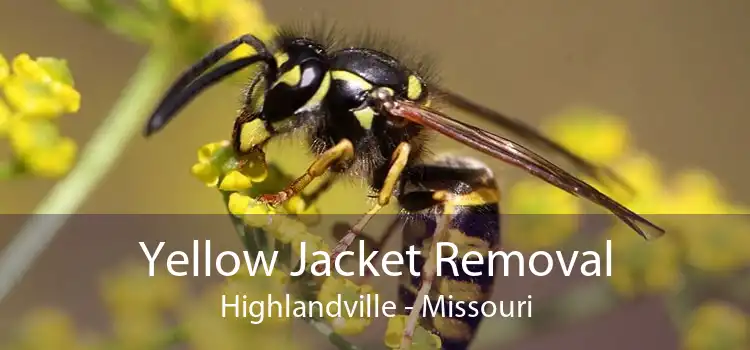 Yellow Jacket Removal Highlandville - Missouri