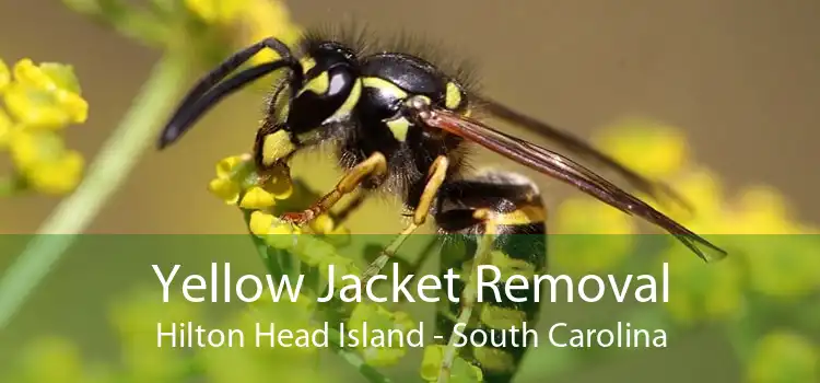 Yellow Jacket Removal Hilton Head Island - South Carolina