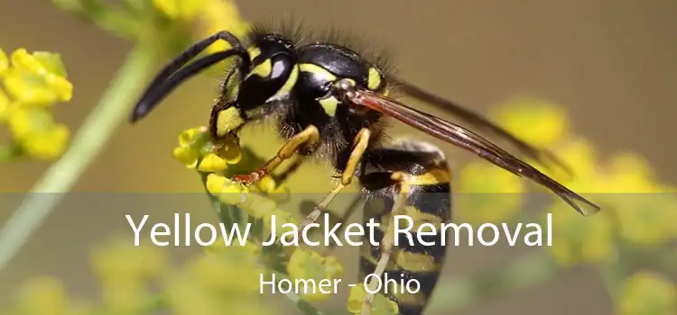 Yellow Jacket Removal Homer - Ohio