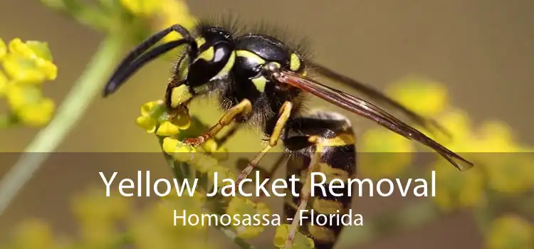 Yellow Jacket Removal Homosassa - Florida