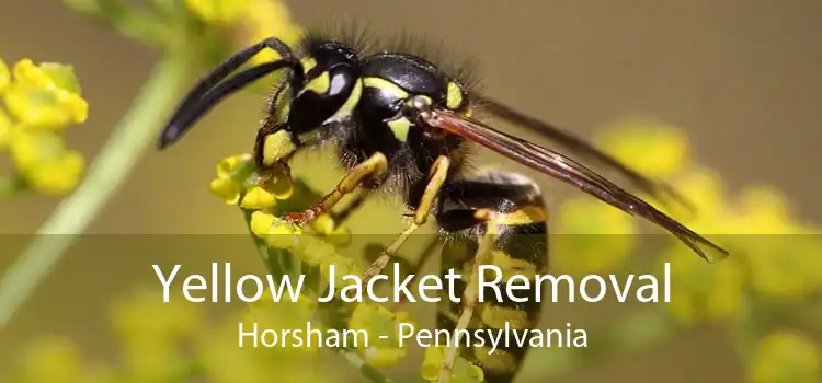 Yellow Jacket Removal Horsham - Pennsylvania