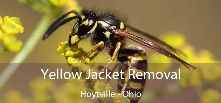 Yellow Jacket Removal Hoytville - Ohio