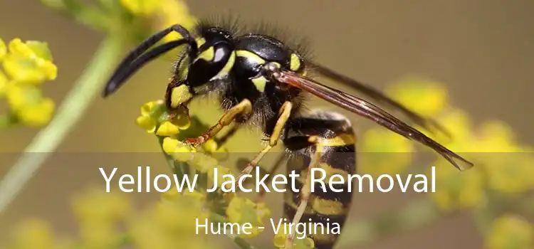 Yellow Jacket Removal Hume - Virginia