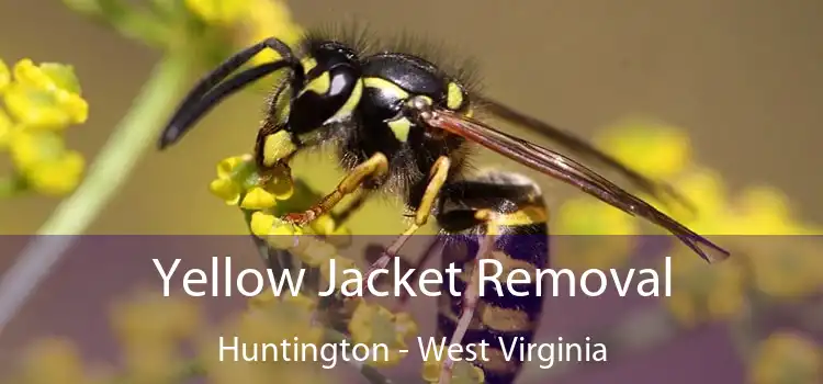 Yellow Jacket Removal Huntington - West Virginia