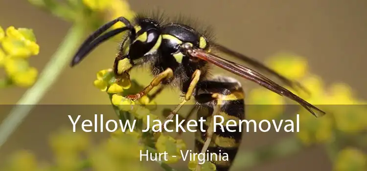 Yellow Jacket Removal Hurt - Virginia