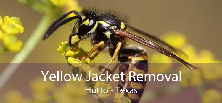 Yellow Jacket Removal Hutto - Texas