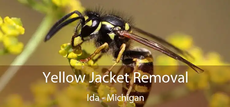 Yellow Jacket Removal Ida - Michigan