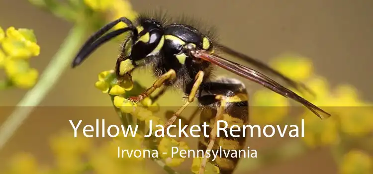 Yellow Jacket Removal Irvona - Pennsylvania
