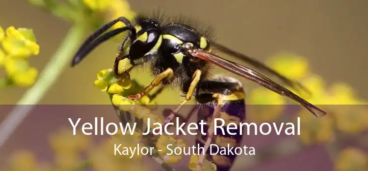 Yellow Jacket Removal Kaylor - South Dakota