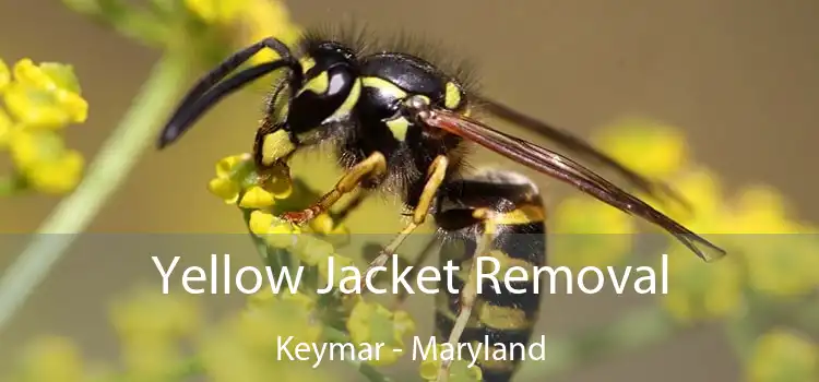 Yellow Jacket Removal Keymar - Maryland