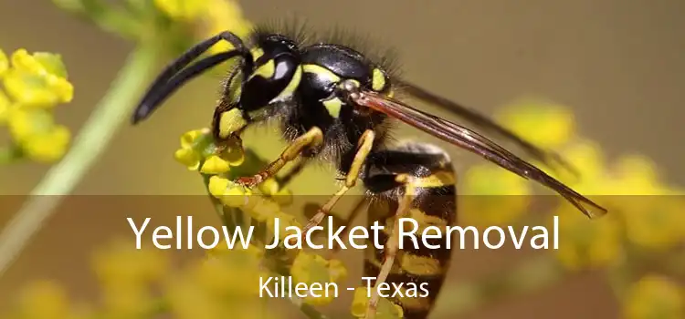 Yellow Jacket Removal Killeen - Texas