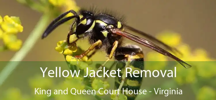 Yellow Jacket Removal King and Queen Court House - Virginia