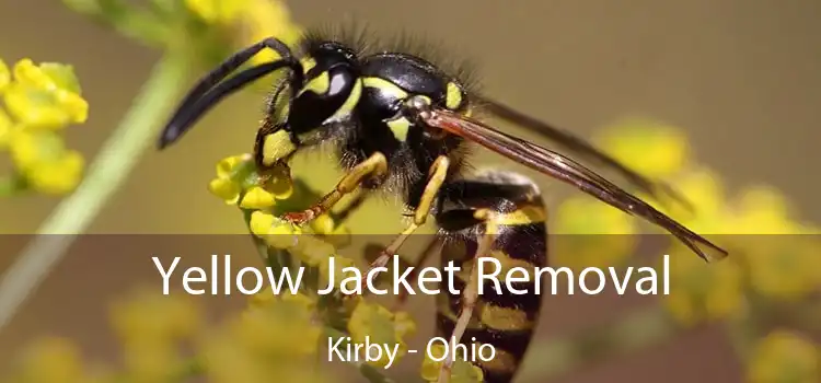 Yellow Jacket Removal Kirby - Ohio