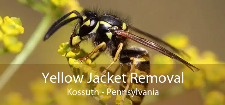 Yellow Jacket Removal Kossuth - Pennsylvania