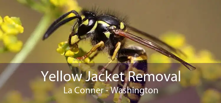 Yellow Jacket Removal La Conner - Washington