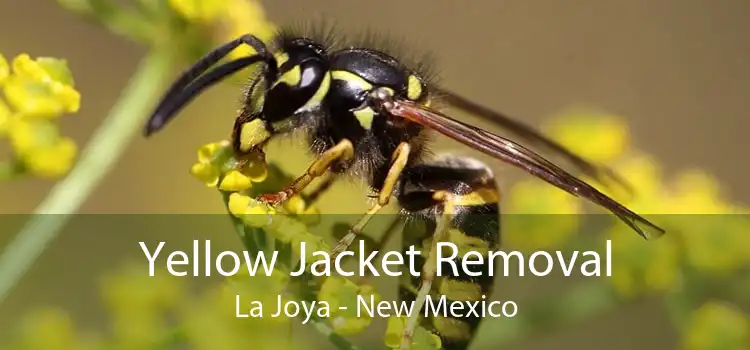 Yellow Jacket Removal La Joya - New Mexico