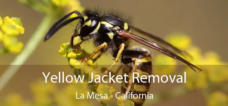 Yellow Jacket Removal La Mesa - California