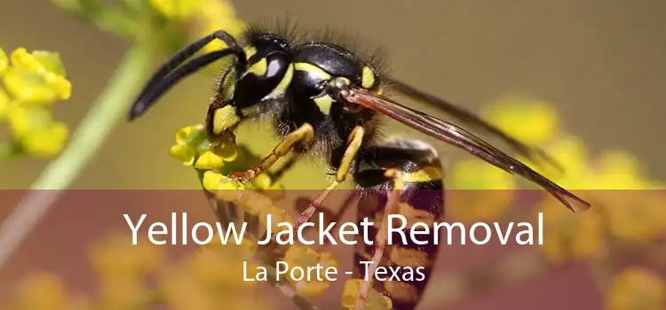 Yellow Jacket Removal La Porte - Texas