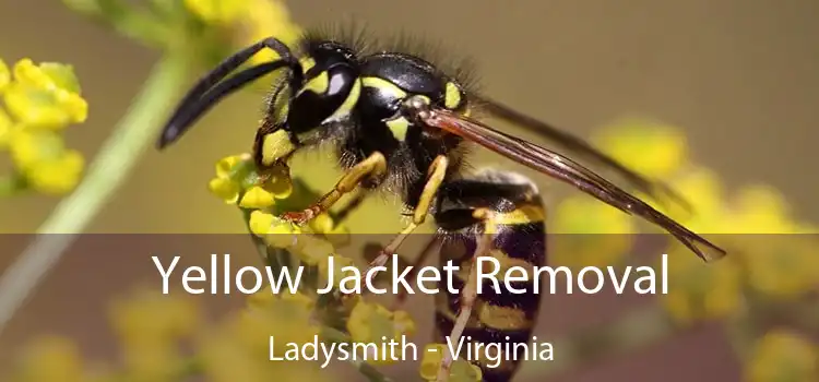 Yellow Jacket Removal Ladysmith - Virginia
