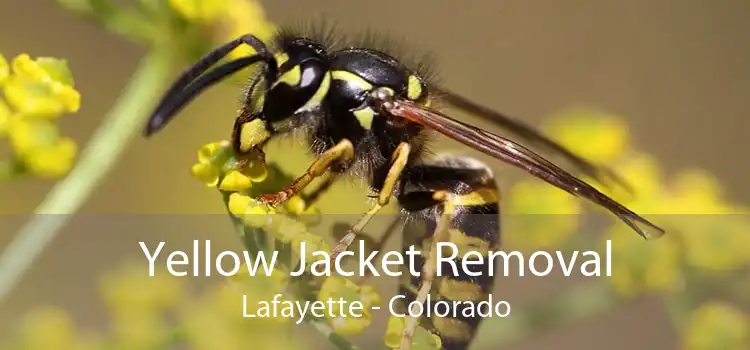 Yellow Jacket Removal Lafayette - Colorado