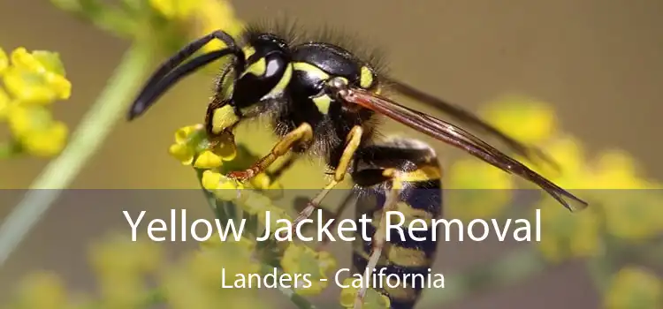 Yellow Jacket Removal Landers - California
