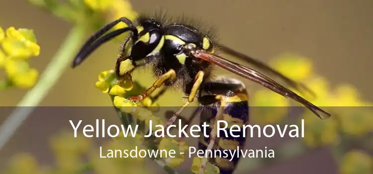 Yellow Jacket Removal Lansdowne - Pennsylvania