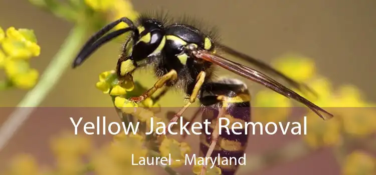 Yellow Jacket Removal Laurel - Maryland