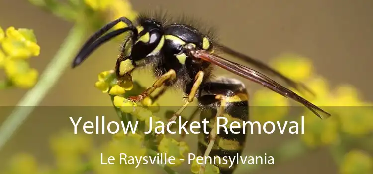 Yellow Jacket Removal Le Raysville - Pennsylvania