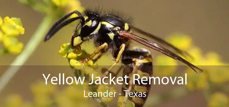 Yellow Jacket Removal Leander - Texas