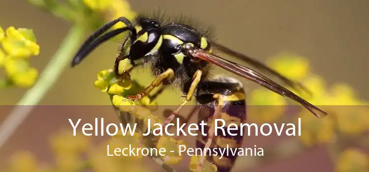 Yellow Jacket Removal Leckrone - Pennsylvania